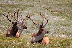 Large Bull Elk in Mountain Meadow