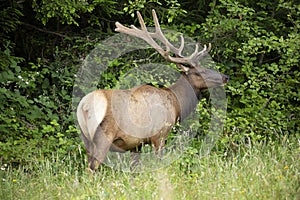 Large bull elk nibbling on tree branches at the end of a field