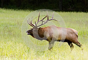 Large bull elk ready for battle.