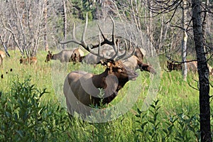 Large Bull Elk, Rocky Mountain National Park