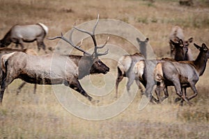 Large bull elk running his herd of cows in the tall grass