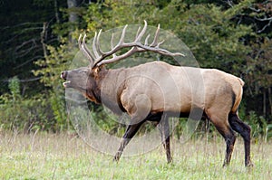 Large Bull Elk in rutting season.