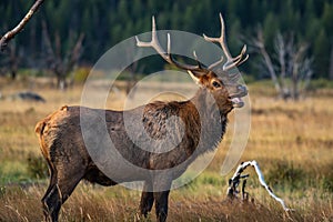 A Large Bull Elk Smiles During the Fall Rut