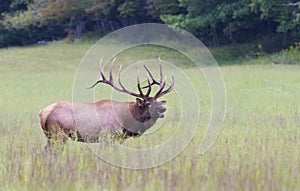 Large bull elk sounding a bugle.