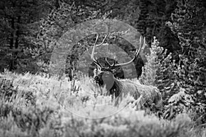 Large Bull Elk standing in a black and white photo