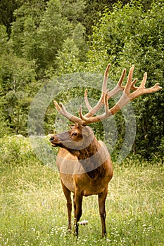 Large bull elk standing in field with large antlers in full summer velvet