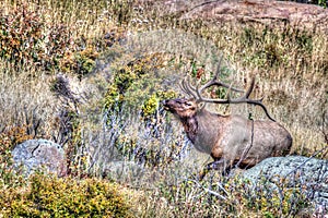 Large bull elk standing on a hillside in tall grass done in paint mode