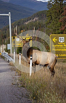 Large bull elk turns and surveys highway traffic