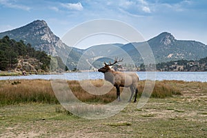 Large bull elk wanders around Lake Estes Park in Colorado during the fall rut