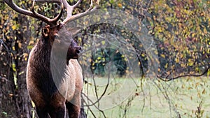 Large Bull Elk Watching Over His Harem During the Autumn Rut