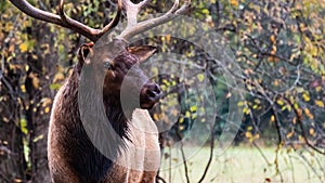 Large Bull Elk Watching Over His Harem During the Autumn Rut