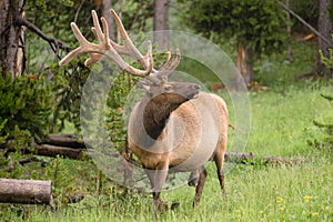 Large Bull Elk Western Wildlife Yellowstone National Park Raining