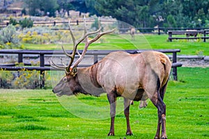 A large Bull Elk in Yellowstone National Park, Wyoming