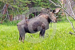 Large Bull Moose