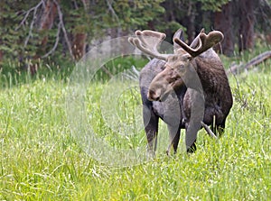 Large Bull Moose