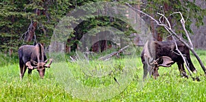 Large Bull Moose