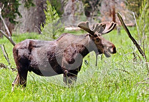 Large Bull Moose