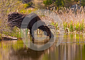 A Large Bull Moose Drinking from a Lake