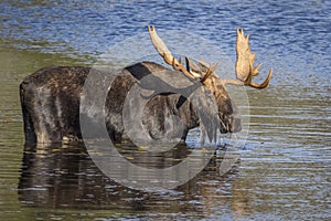 Large Bull Moose Foraging at the Edge of a Lake in Autumn