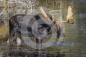 Large Bull Moose Foraging at the Edge of a Lake in Autumn