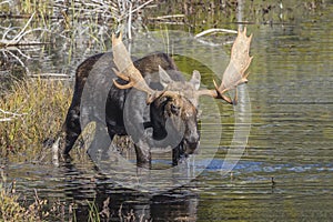 Large Bull Moose Foraging at the Edge of a Lake in Autumn