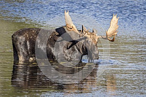 Large Bull Moose Foraging at the Edge of a Lake in Autumn