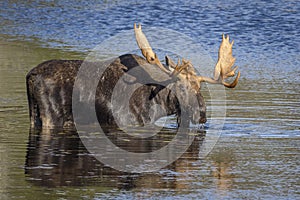 Large Bull Moose Foraging at the Edge of a Lake in Autumn