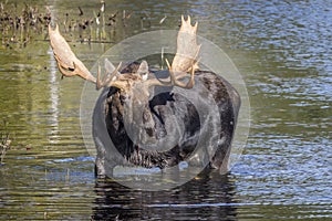 Large Bull Moose Foraging at the Edge of a Lake in Autumn