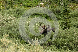 Large Bull Moose Grazes on Willow