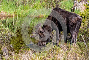 A Large Bull Moose Grazing in a Mountain Meadow