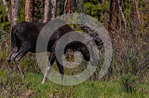 A Large Bull Moose Grazing in a Mountain Meadow