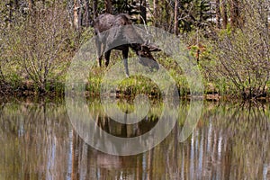 A Large Bull Moose Grazing in a Mountain Meadow by a Lake