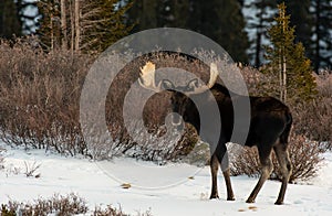 A Large Bull Moose Roaming the Snowy Mountains