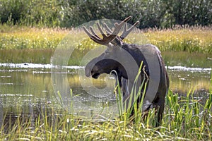 Large Bull Moose Standing by Mountain Lake
