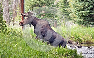 Large Bull Moose in a stream