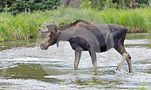 Large Bull Moose in a stream