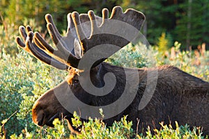 Large Bull Moose in Summer Velvet