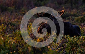 A Large Bull Moose with Velvet Antlers Grazing in Beautiful Sunlight