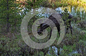 A Large Bull Moose with Velvet Antlers Strolling Through the Wetlands in Spring