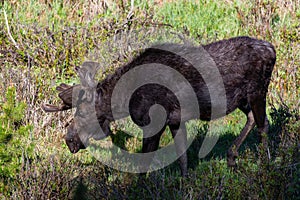 A Large Bull Moose with Velvet Antlers Strolling Through the Wetlands in Spring