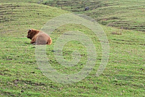 Large bull resting in grass