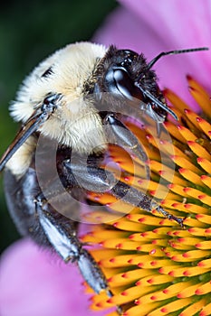 Large Bumblebee Gathering Pollen from a Purple Coneflower