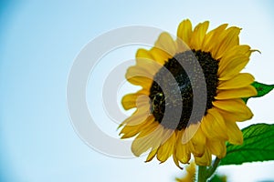 Large Bumblebee Sitting on Sunflower Cross Process