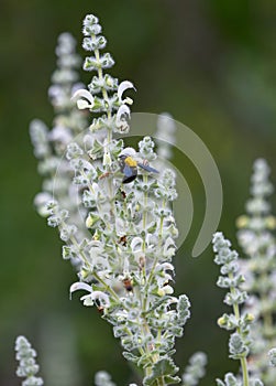 large bumblebee on the white flowers of the plant