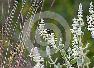 large bumblebee on the white flowers of the plant