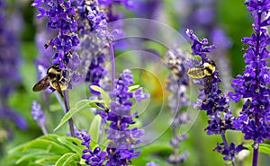 Large Bumblebees of contrasting color in a lavender flower garden