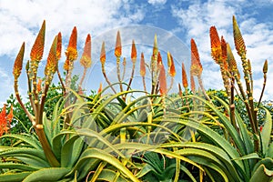 Large bunch of African Aloe flowers againts blue sky with clouds