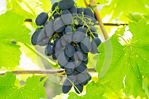 A large bunch of black ripe grapes on a branch in the garden