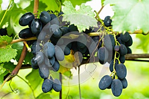 A large bunch of black ripe grapes on a branch in the garden