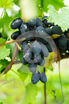 A large bunch of black ripe grapes on a branch in the garden